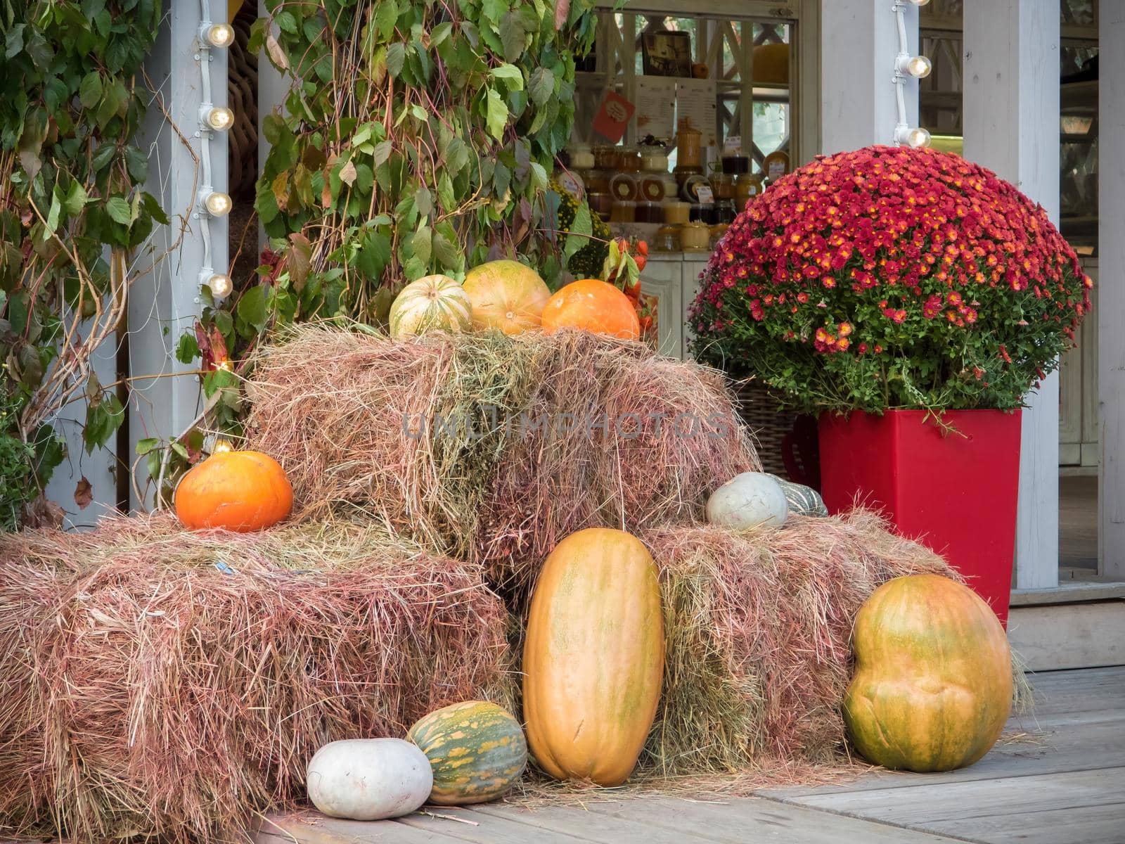 Autumn seasonal vegetables: orange and white pumpkins on the straw, with some small flowers and green leaves background