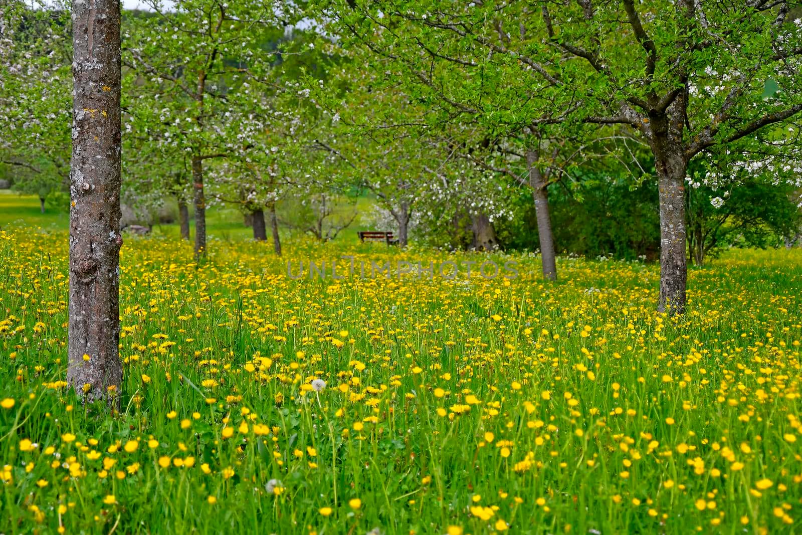 meadow with a lot of buttercups, trees and a park bench