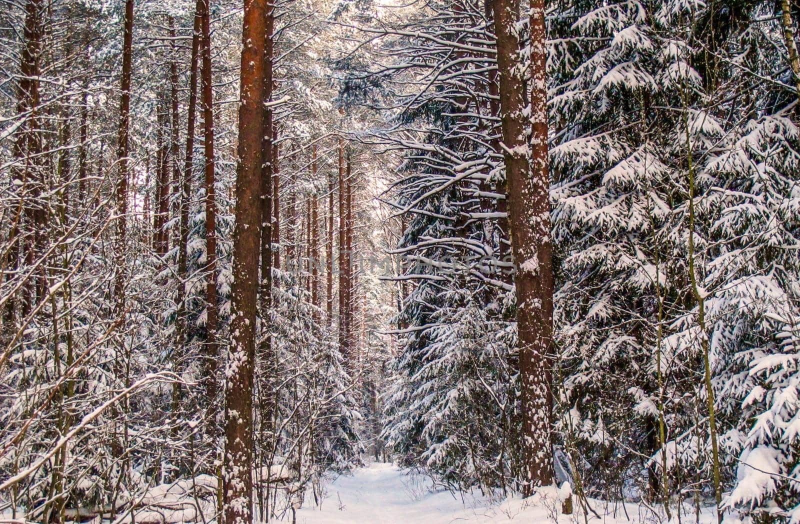 Cold winter day in the snow covered forest.
