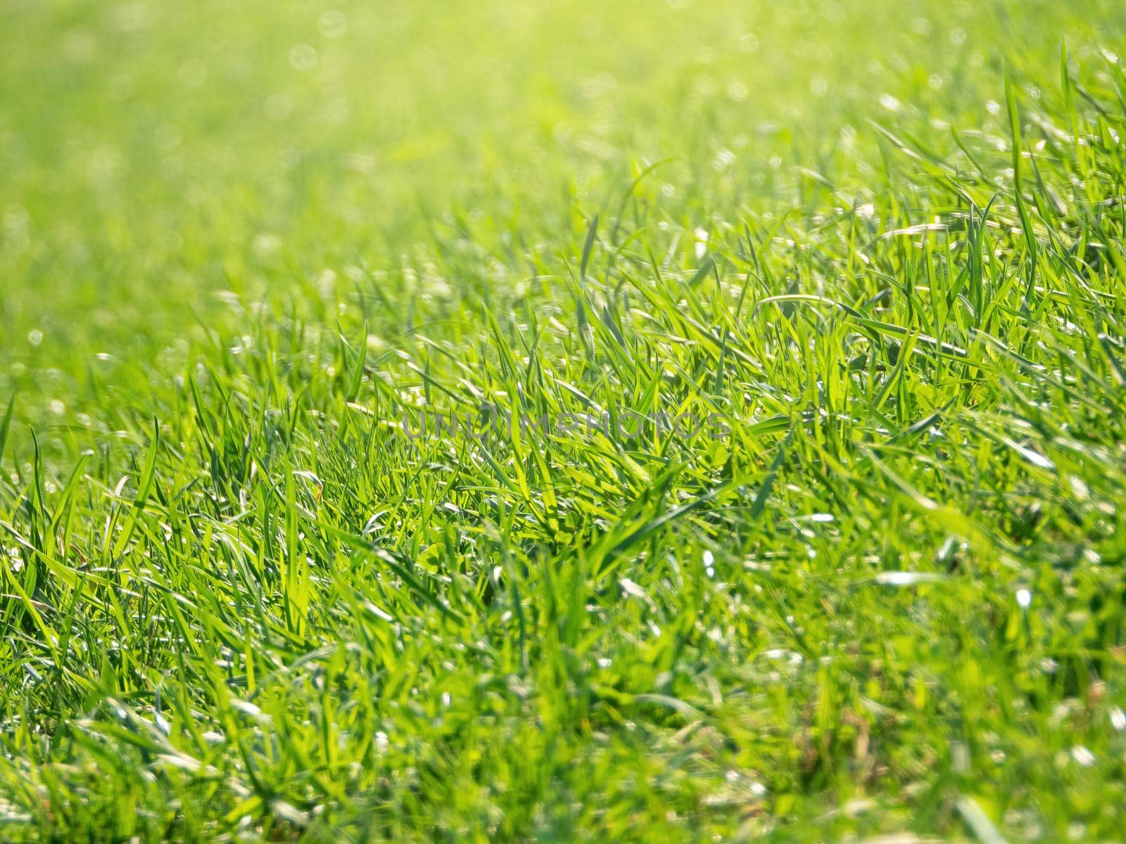 Translucent green grass under the bright sun, spot of light on top of photo, selective focus