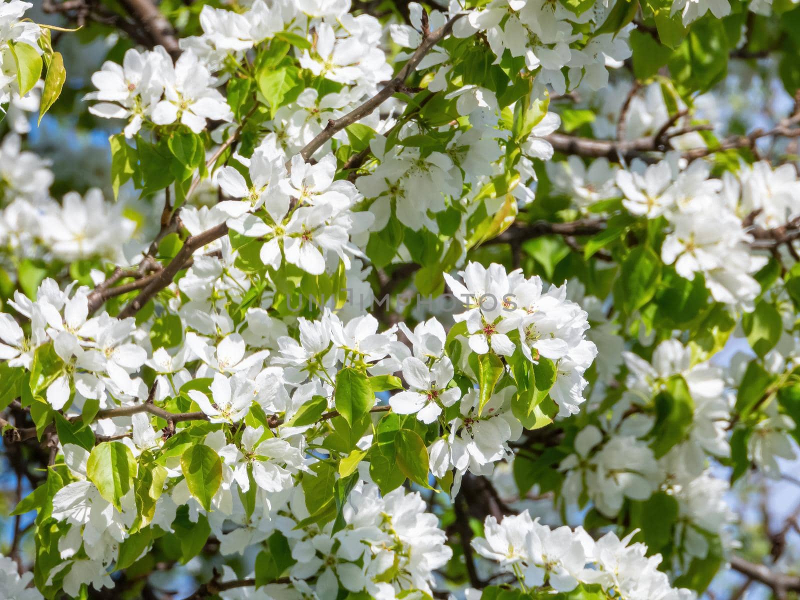 Blooming apple tree with white flowers, closeup view