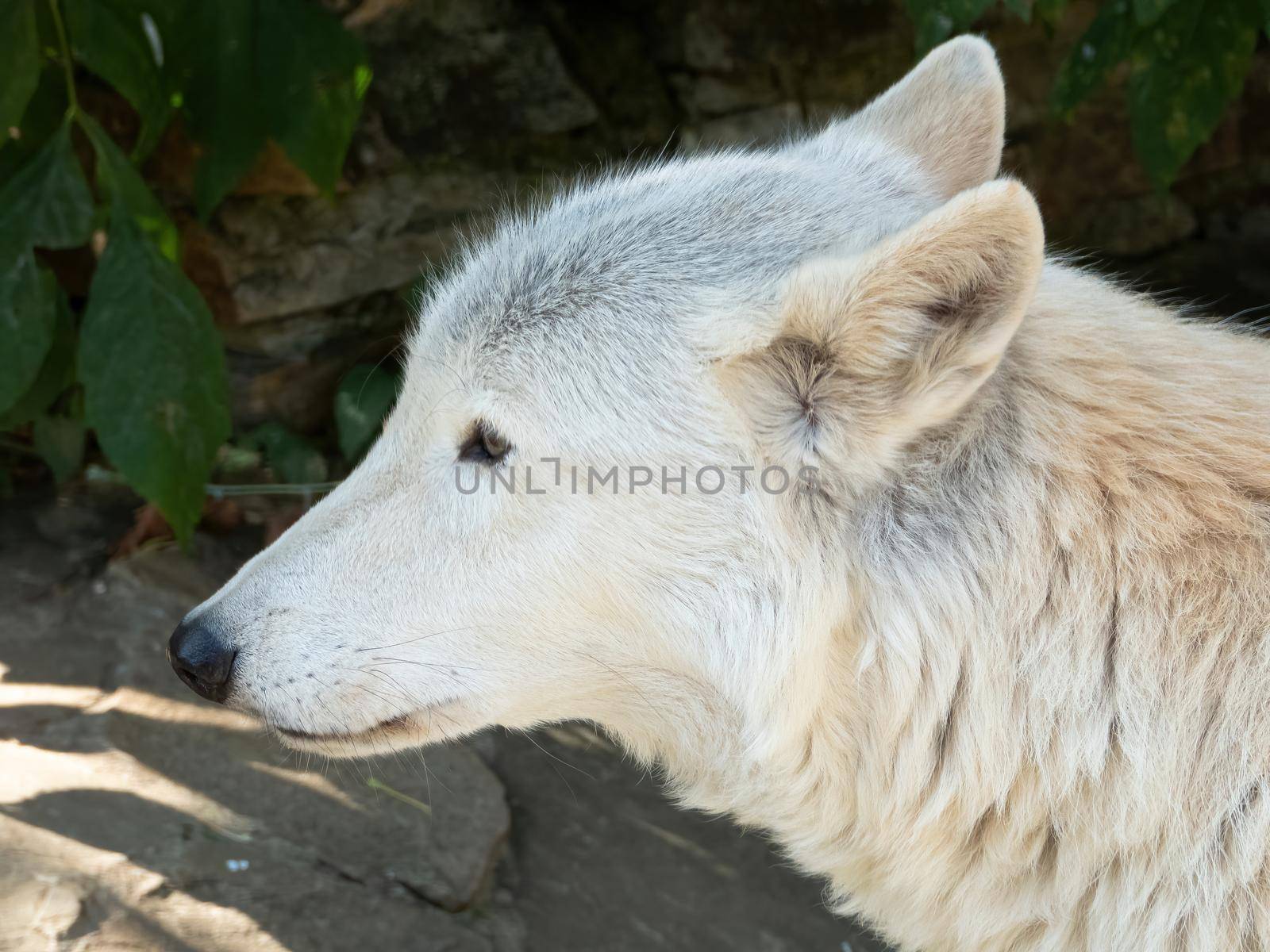 Tundra wolf (Canis lupus albus), also known as the Turukhan wolf is a subspecies of grey wolf native to Eurasia's tundra and forest-tundra zones from Finland to the Kamchatka Peninsula