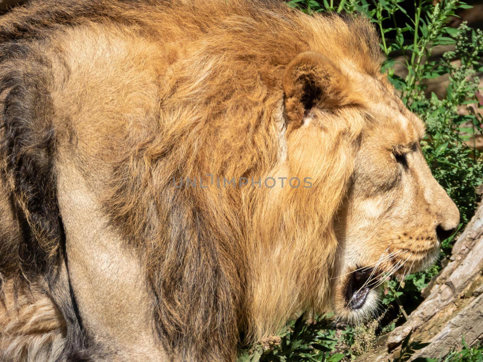 Adult male lion bypasses its territory on a sunny summer day, closeup view
