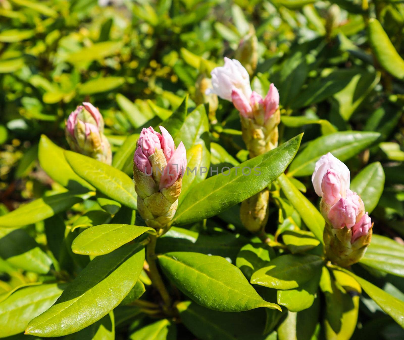 Opening of beautiful white flower of Rhododendron 'Cunningham's White' in the spring garden