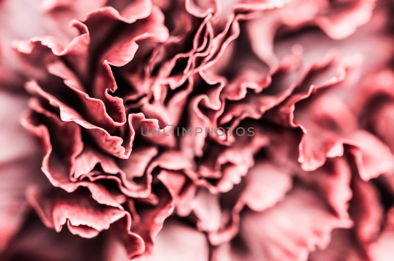 Abstract floral background, pink carnation flower. Macro flowers backdrop for holiday brand design by Olayola