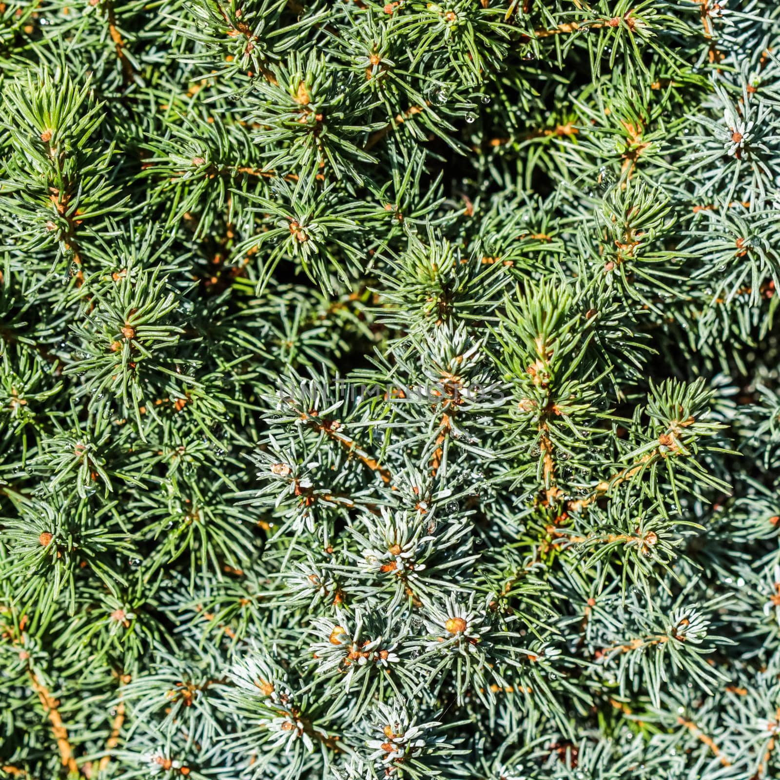 Closeup green leaves of decorative evergreen coniferous tree Canadian spruce Picea glauca with drops of water after the rain. Natural background by Olayola