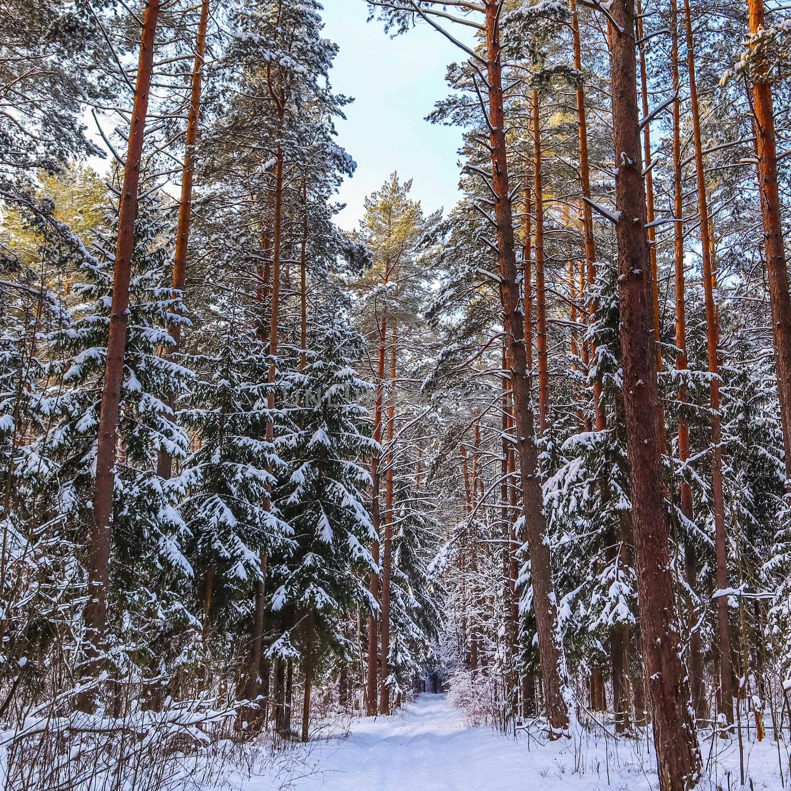 Snowy winter forest in a sunny day. Snow-covered trees on background of blue sky. High quality