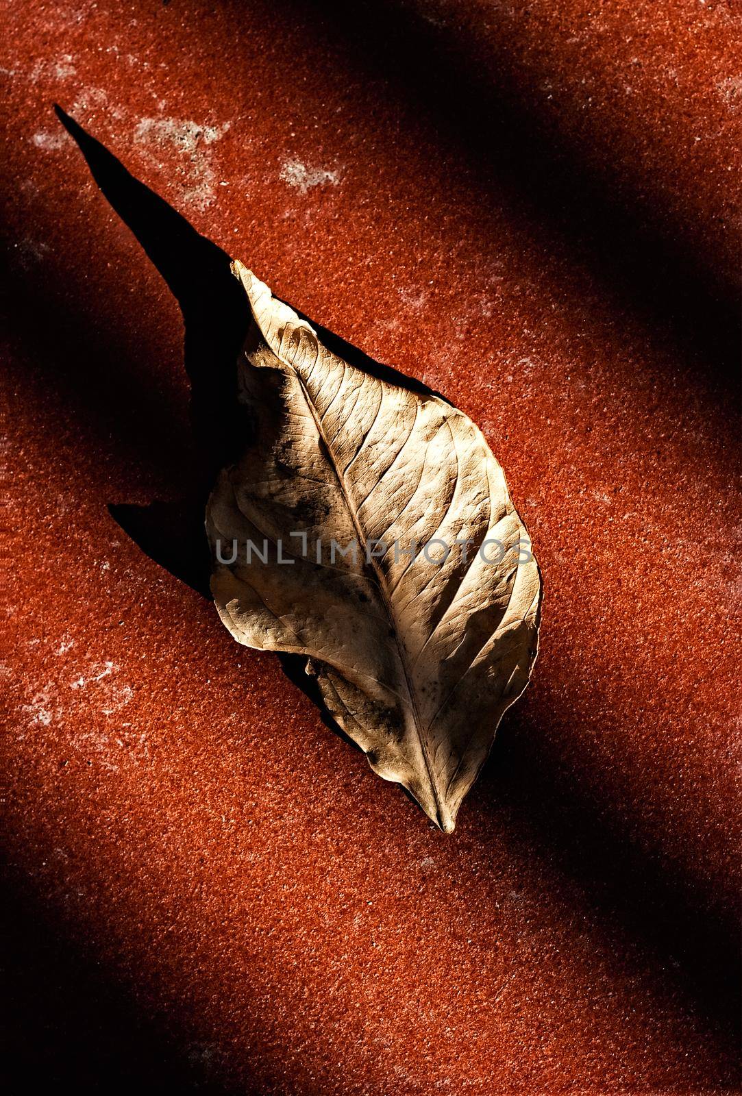 Dry leaf on the ground in the shadows of a grating. Vertical image.