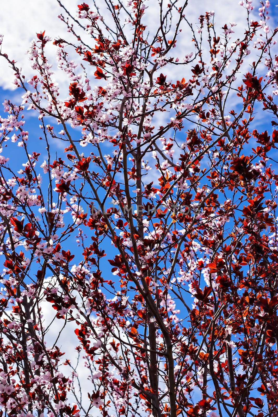 Cherry tree blossoming with blue sky and white clouds. behind.