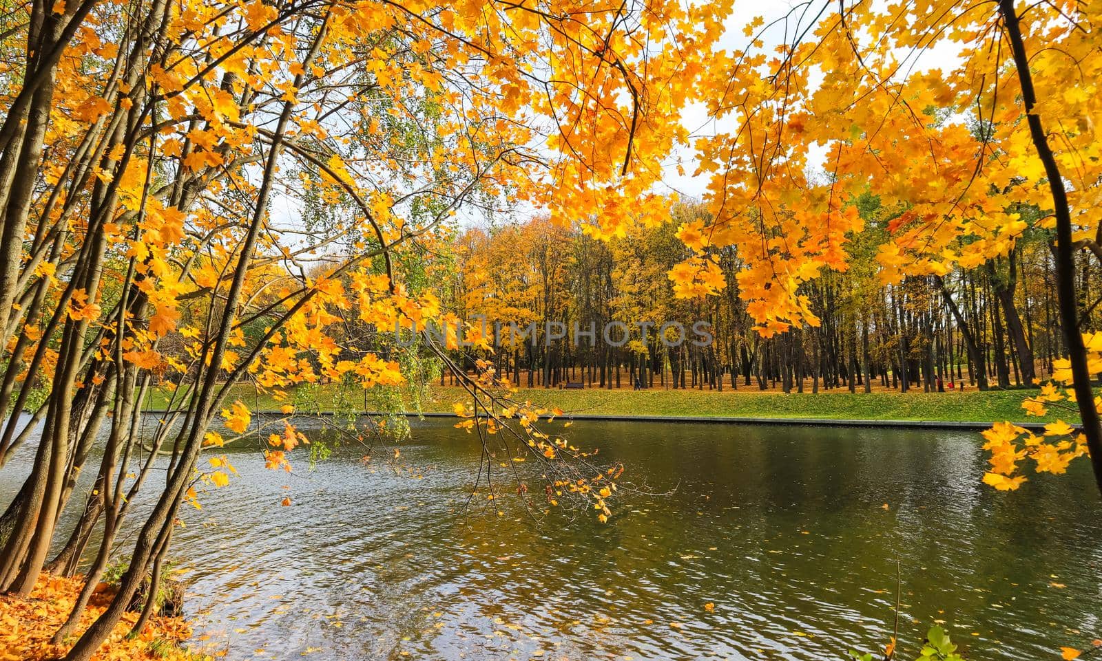 Bright yellow leaves on a maple by the river on a sunny autumn day