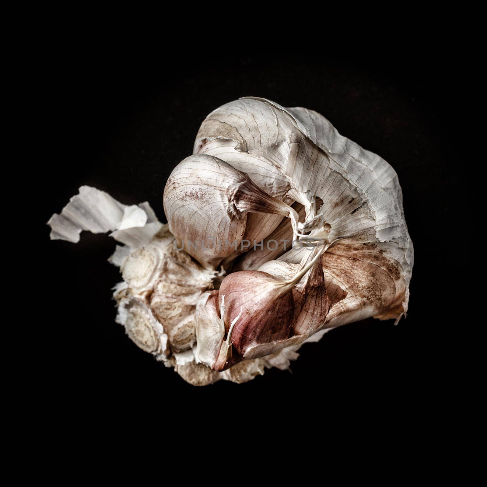 Garlic head in rustic style on black background. Square image