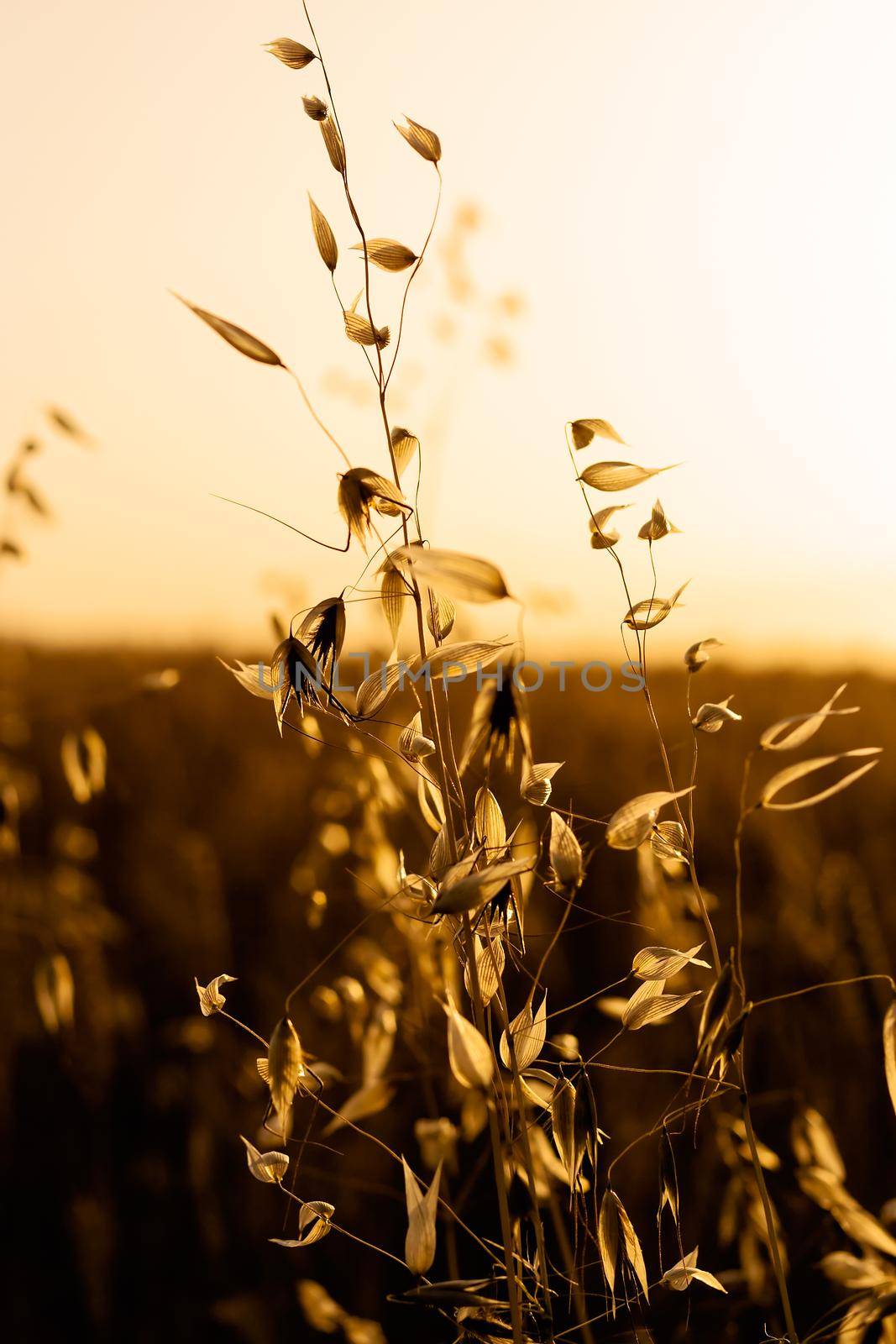 Wild flowers at sunset. Backlit silhouette.