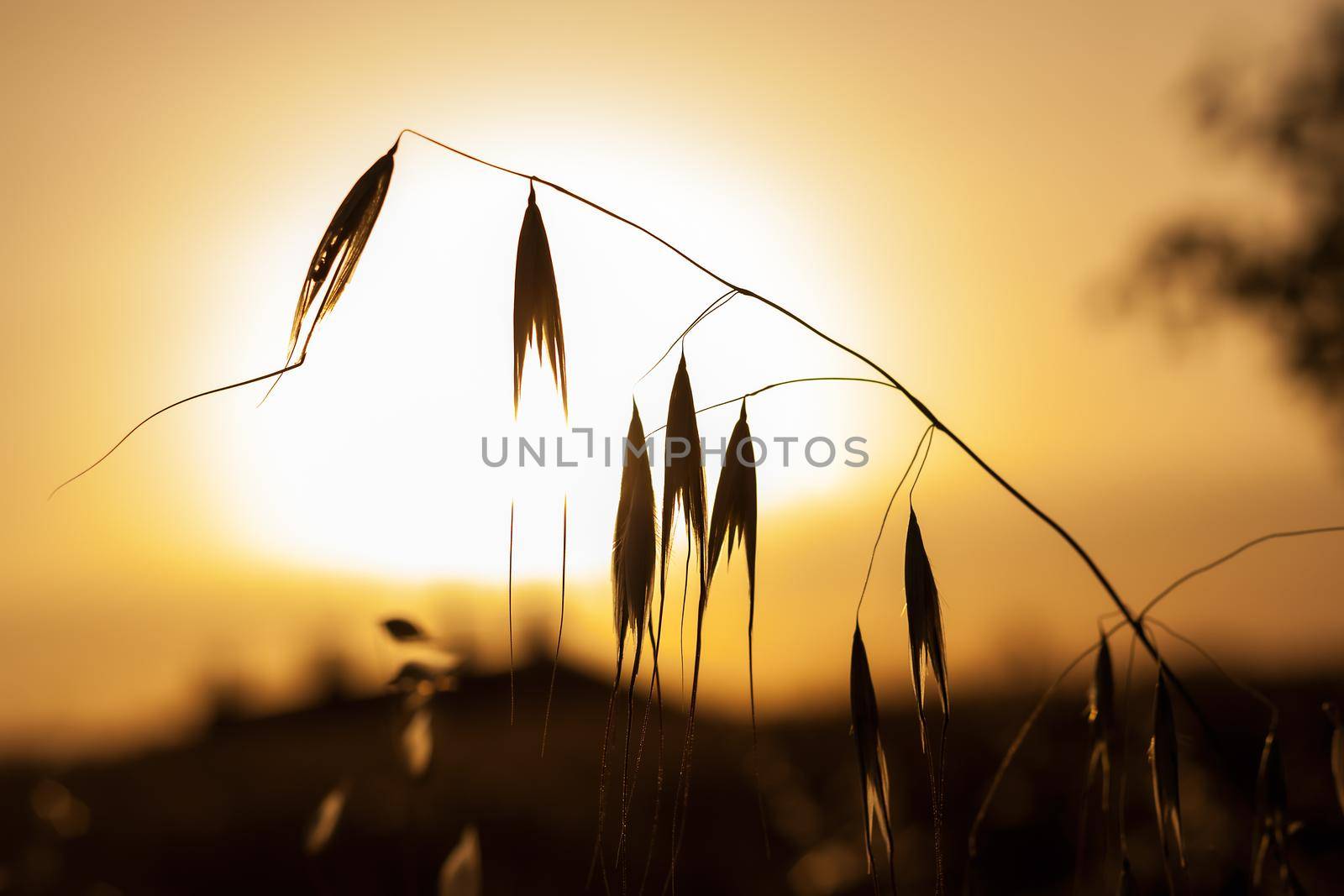 Wild flowers at sunset. Backlit silhouette.