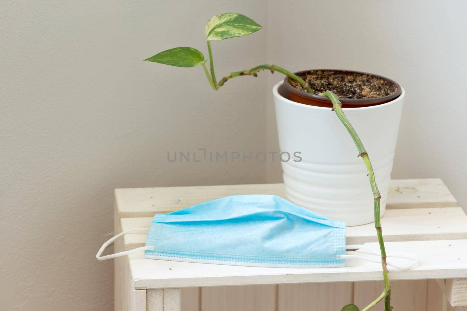 Surgical medical mask on top of a white wooden box next to a wall with a flower pot on top.