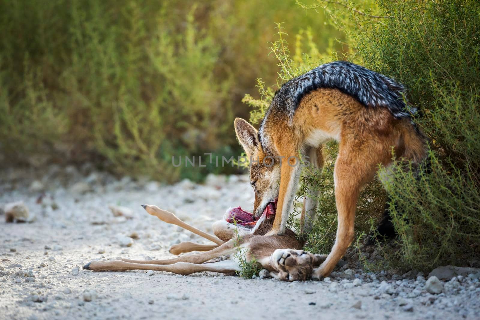 Black backed jackal eating his prey in Kgalagadi transfrontier park, South Africa ; Specie Canis mesomelas family of Canidae