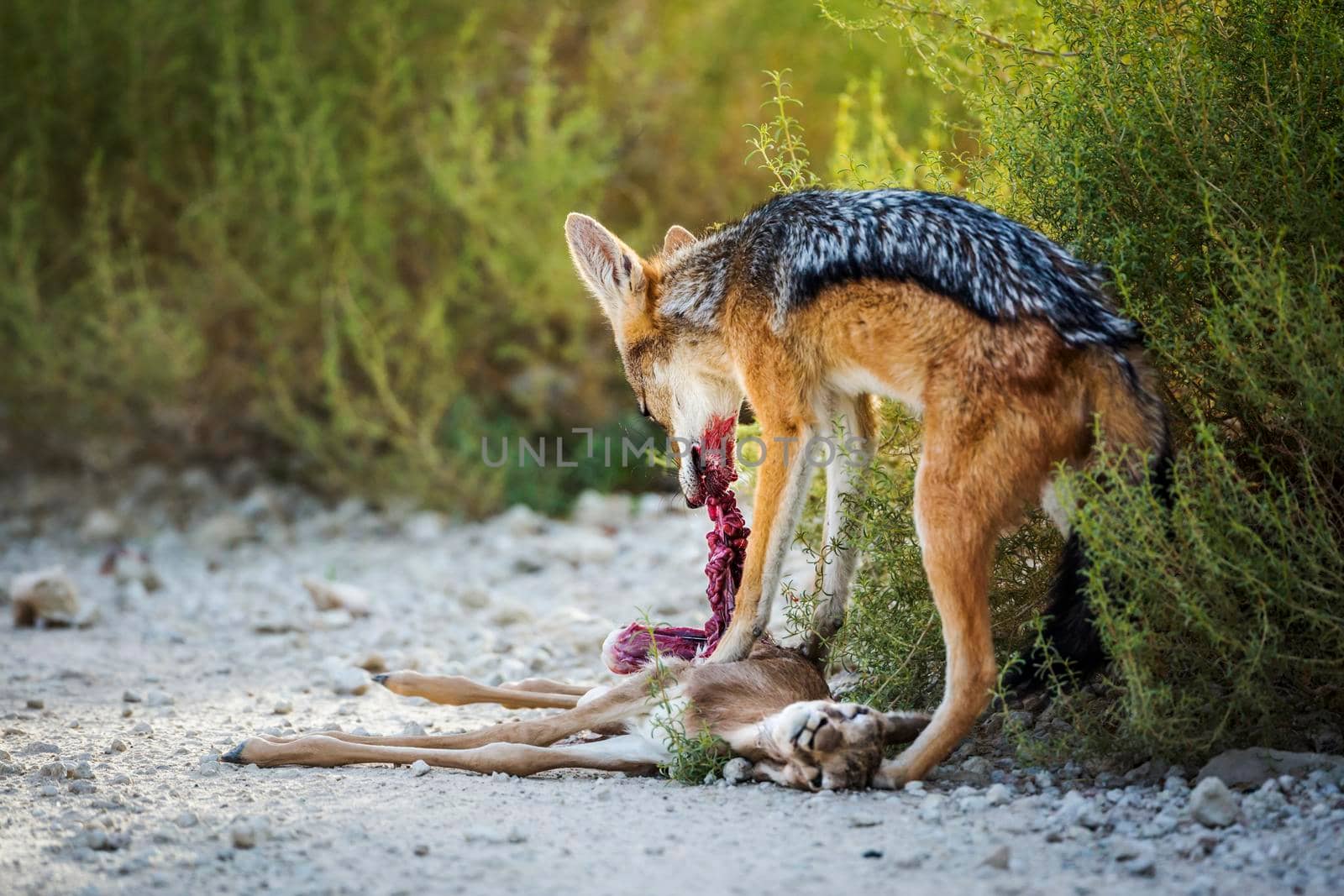 Black backed jackal eating his prey in Kgalagadi transfrontier park, South Africa ; Specie Canis mesomelas family of Canidae