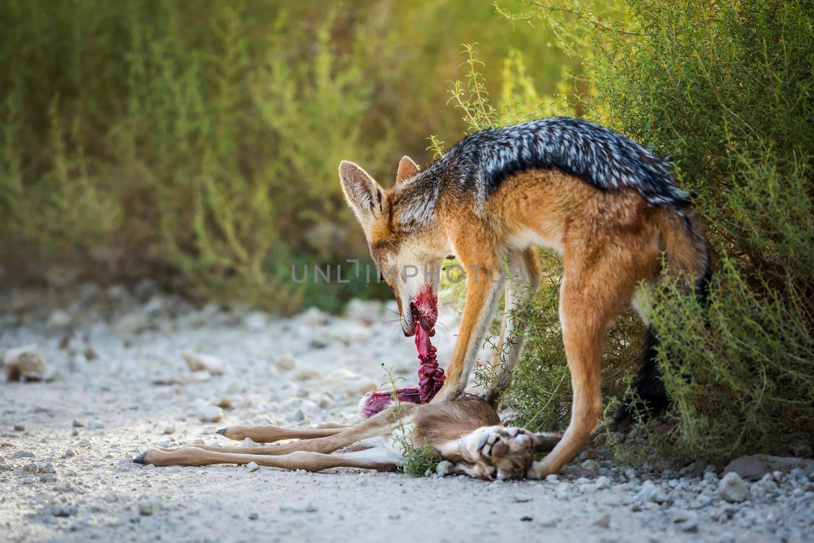 Black backed jackal eating his prey in Kgalagadi transfrontier park, South Africa ; Specie Canis mesomelas family of Canidae