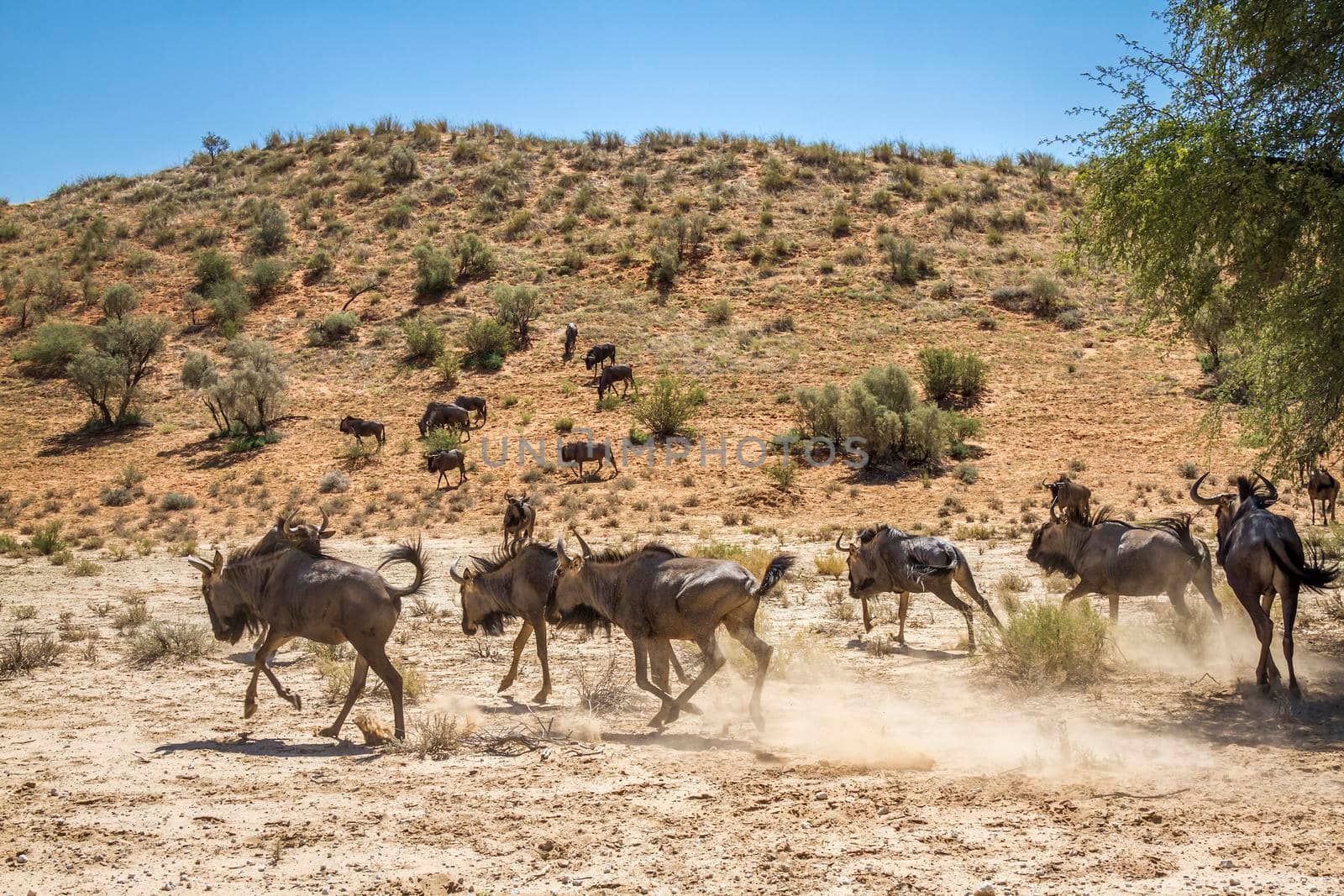 Blue wildebeest group running in arid land in Kgalagadi transfrontier park, South Africa; Specie Connochaetes taurinus family of Bovidae