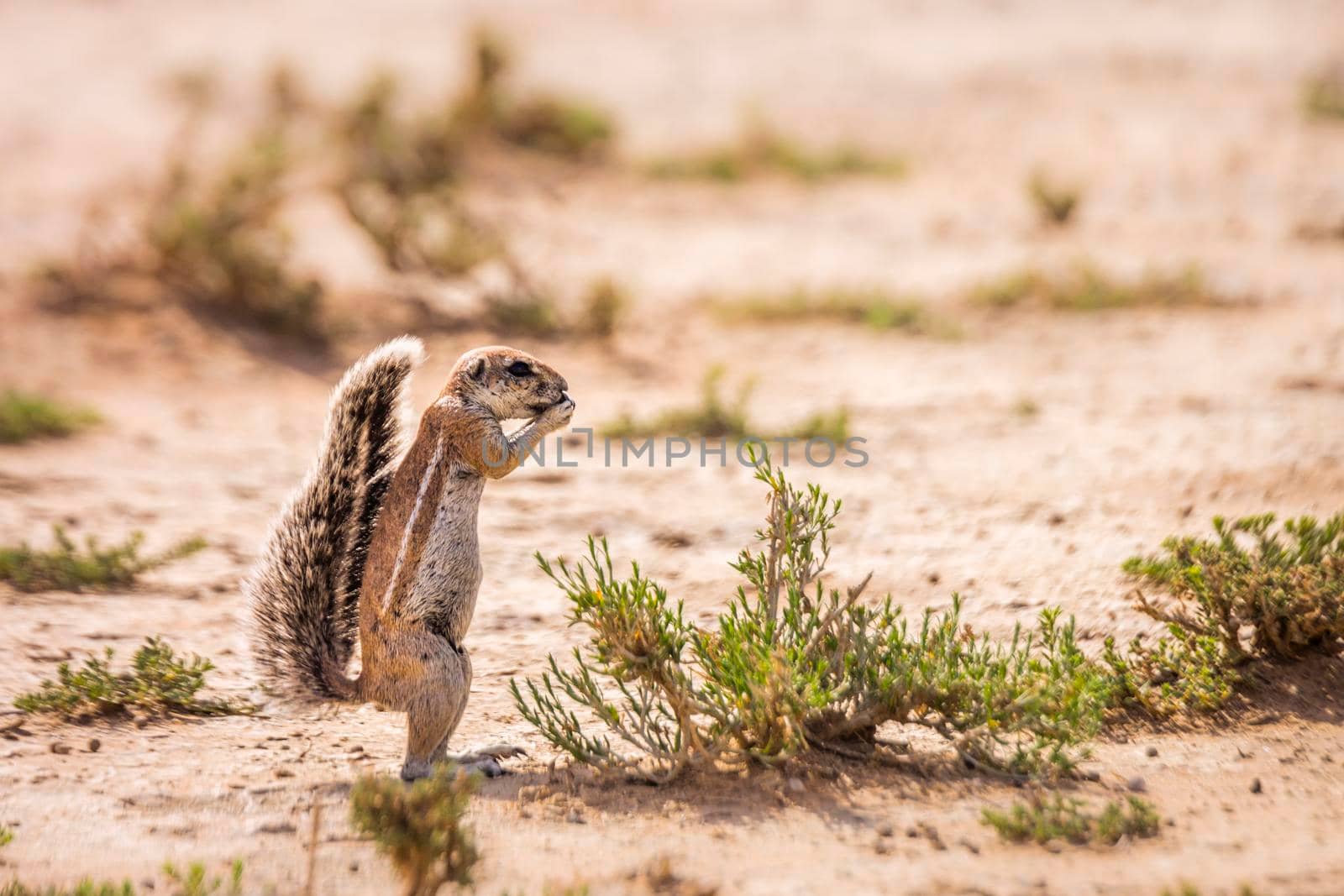 Cape ground squirrel eating seed in dry land in Kgalagadi transfrontier park, South Africa; specie Xerus inauris family of Sciuridae