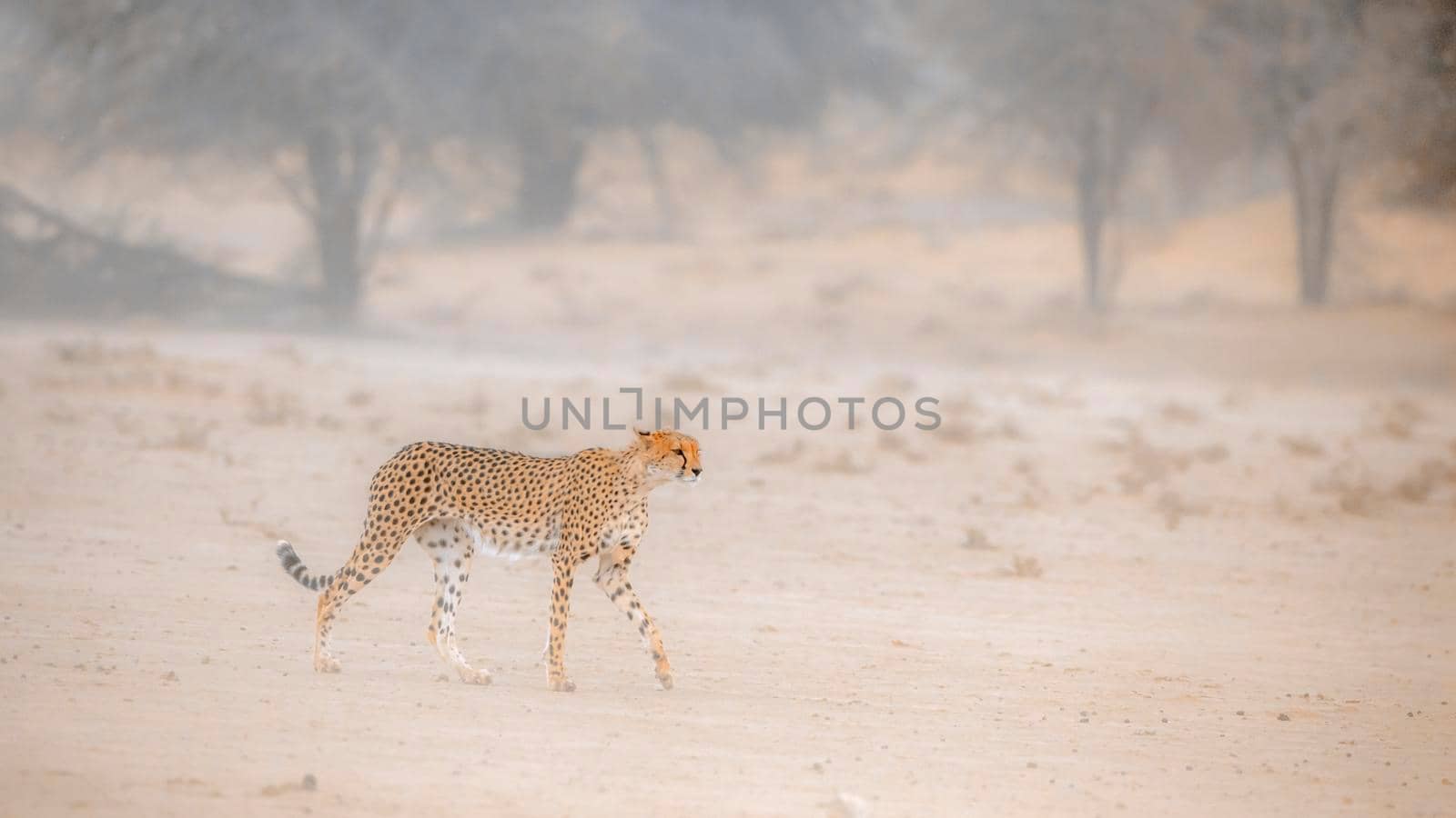 Cheetah walking in sand storm in Kgalagadi transfrontier park, South Africa; Specie Acinonyx jubatus family of Felidae