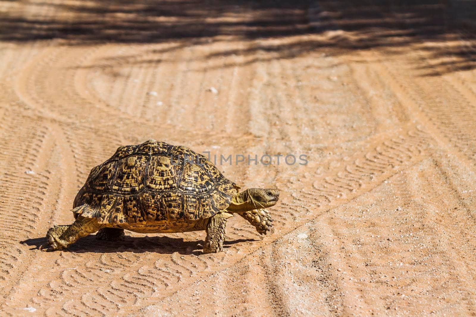 Leopard tortoise crossing safari road in Kgalagadi transfrontier park, South Africa ; Specie Stigmochelys pardalis family of Testudinidae
