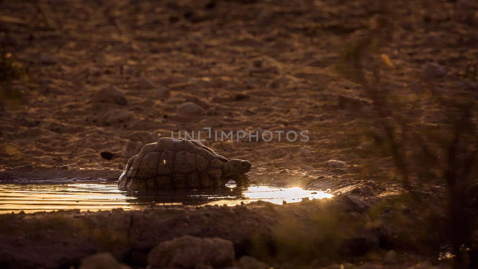 Leopard tortoise taking bath in waternole at sunset in Kgalagadi transfrontier park, South Africa ; Specie Stigmochelys pardalis family of Testudinidae