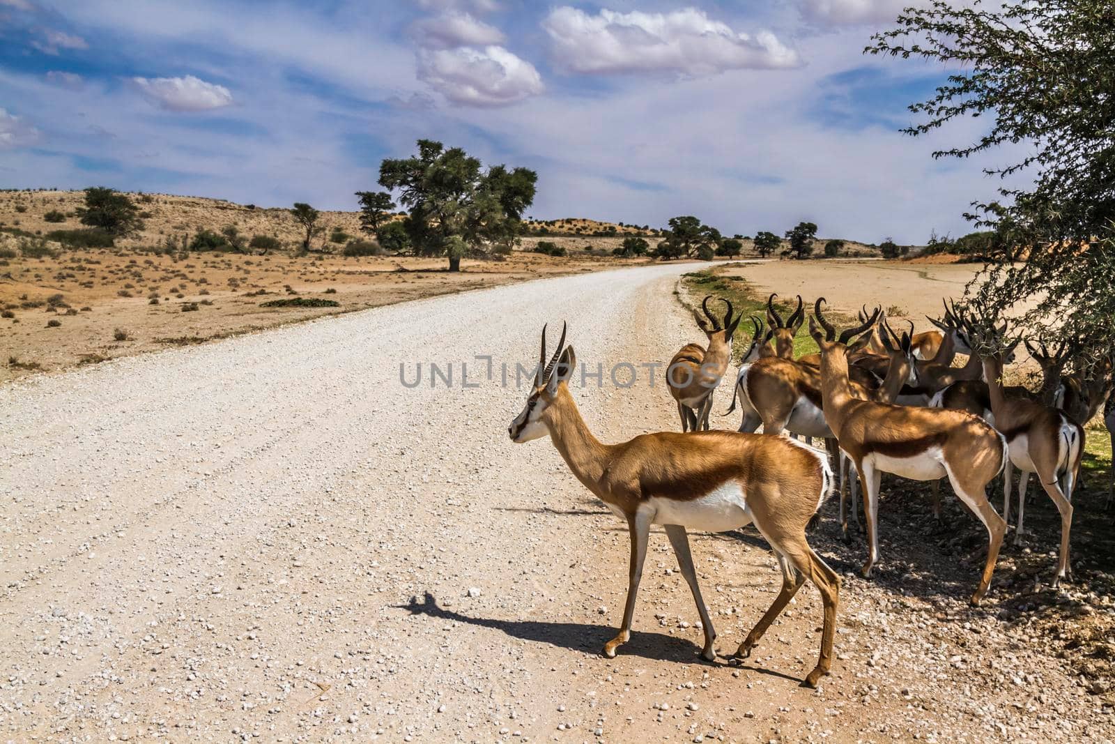 Springbok group standing in tree shadow on safari road in Kgalagari transfrontier park, South Africa ; specie Antidorcas marsupialis family of Bovidae