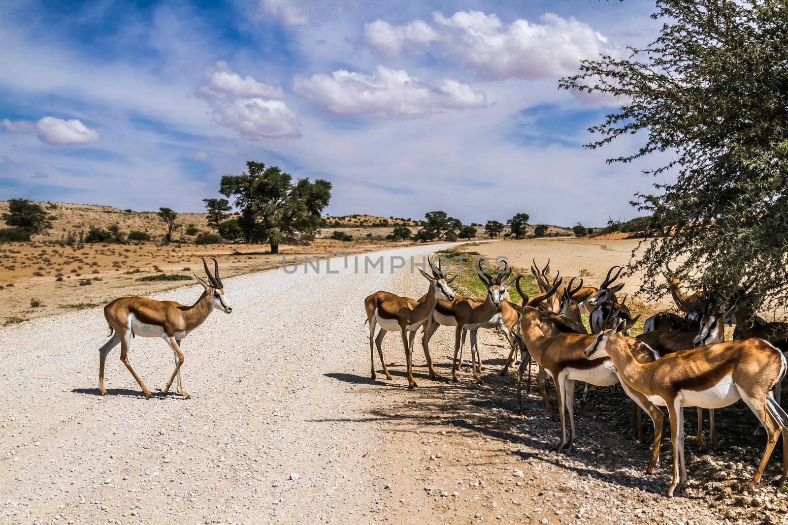 Springbok group standing in tree shadow on safari road in Kgalagari transfrontier park, South Africa ; specie Antidorcas marsupialis family of Bovidae