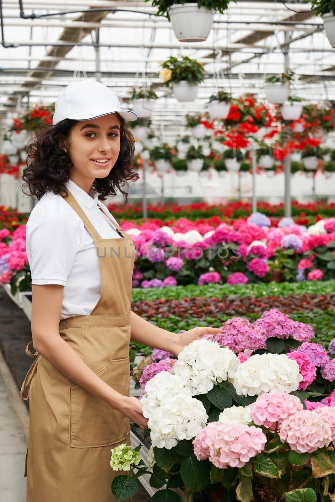 Charming female florist examining hydrangea at greenhouse by SerhiiBobyk