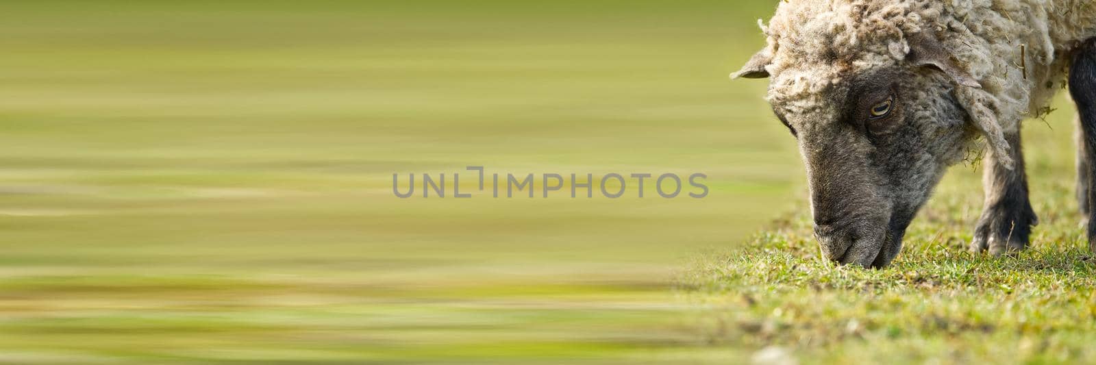 unshorn sheep in a spring meadow. beautiful natural sheep close-up raised on a farm in a village by PhotoTime