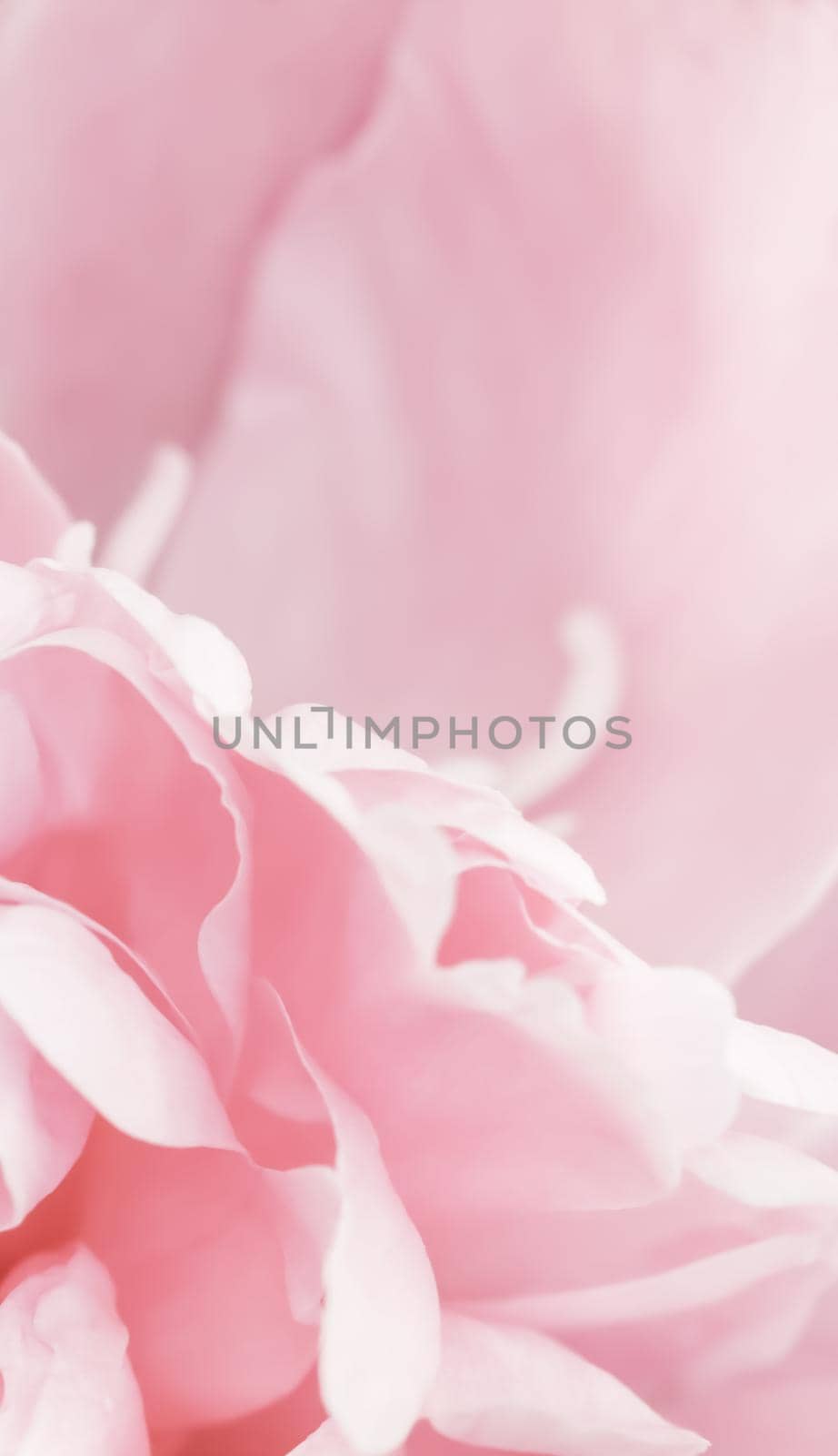 Soft focus, abstract floral background, pink peony flower petals. Macro flowers backdrop for holiday brand design by Olayola