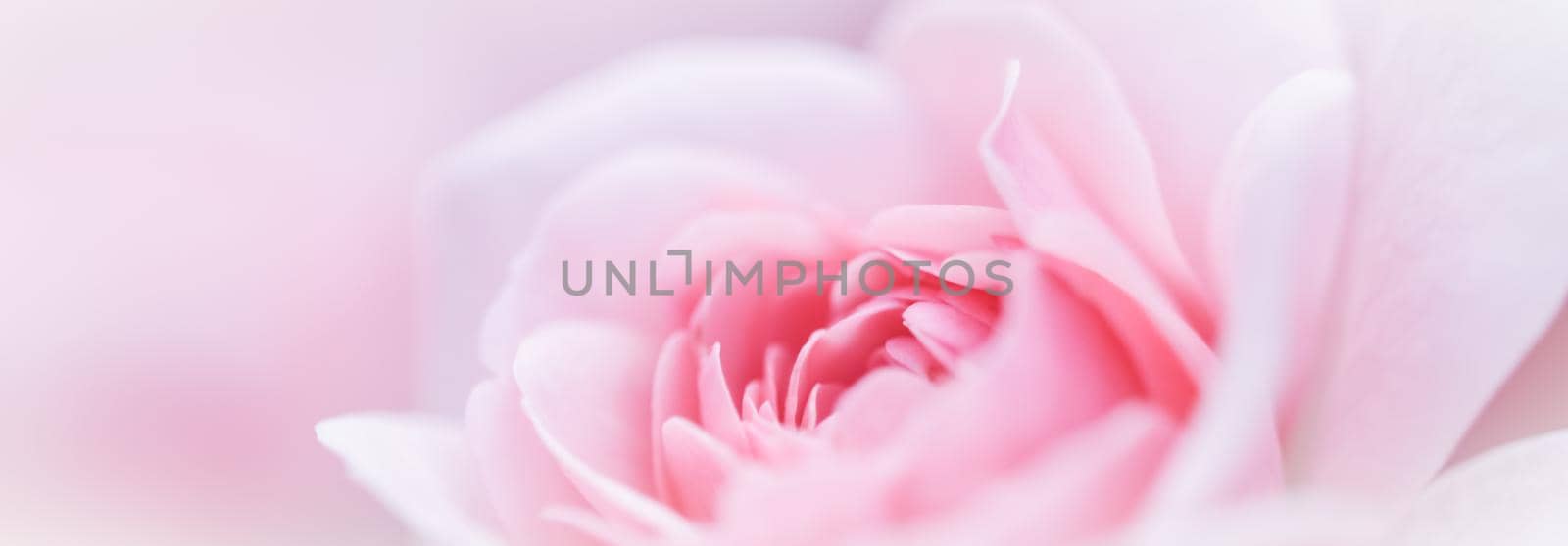 Botanical concept, wedding invitation card - Soft focus, abstract floral background, pink white rose flower. Macro flowers backdrop for holiday brand design