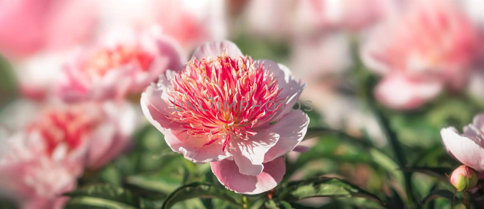 Peonies in sunlight by palinchak