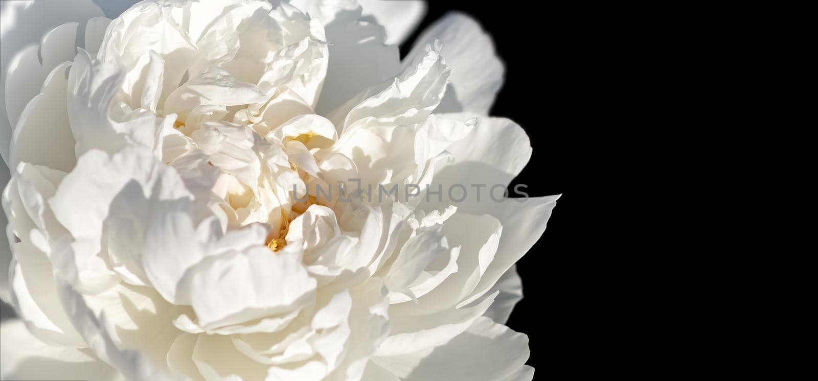 Peonies in sunlight. Soft focus image of blooming white peonies in sun light.