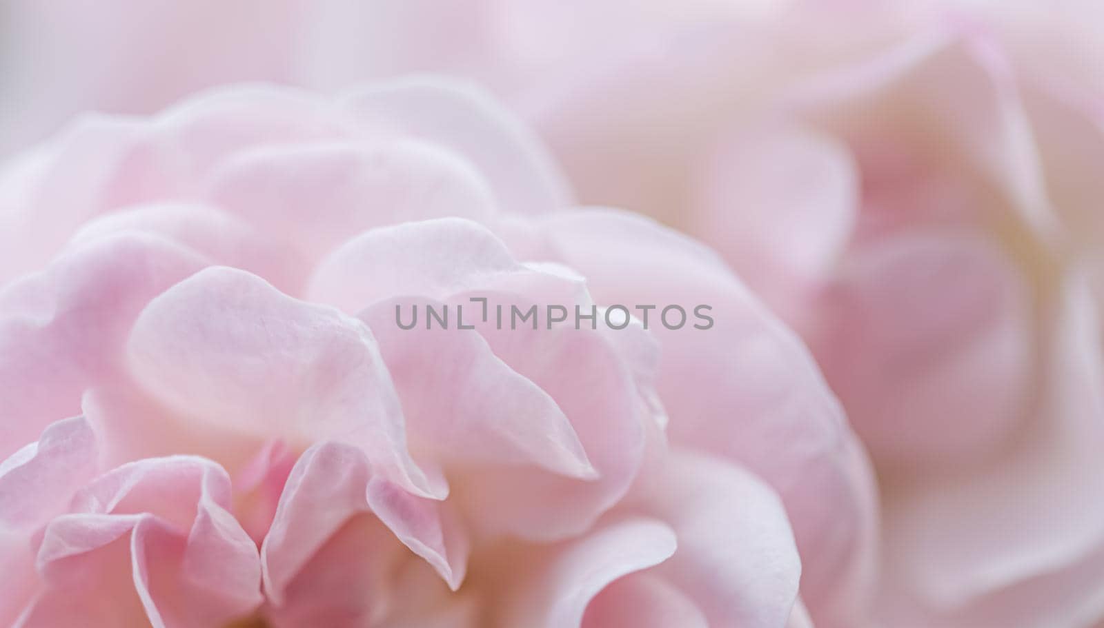 Soft focus, abstract floral background, pale pink rose petals. Macro flower backdrop for holiday brand design by Olayola