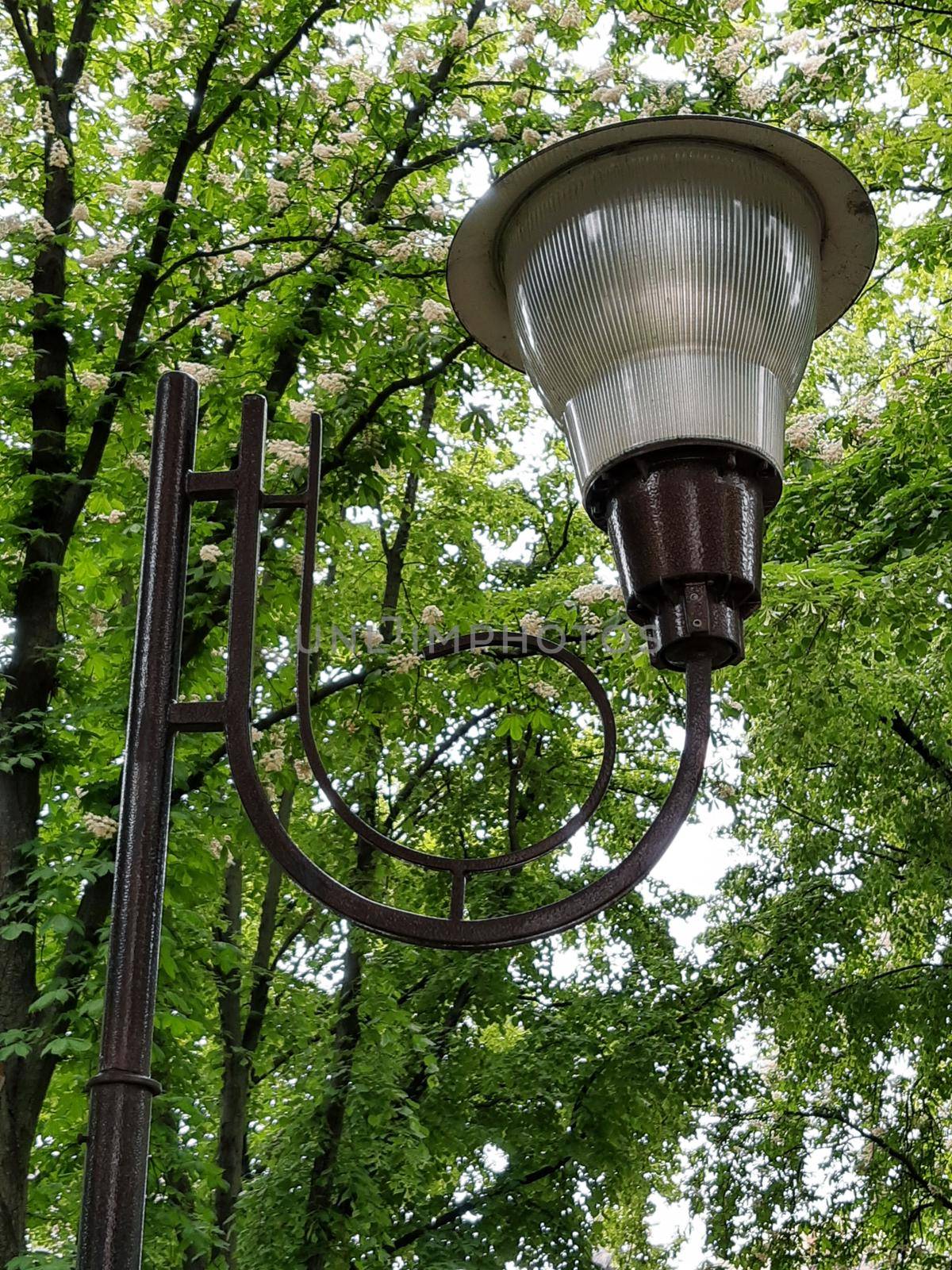 Street lamp against the background of spring blossoming chestnuts.