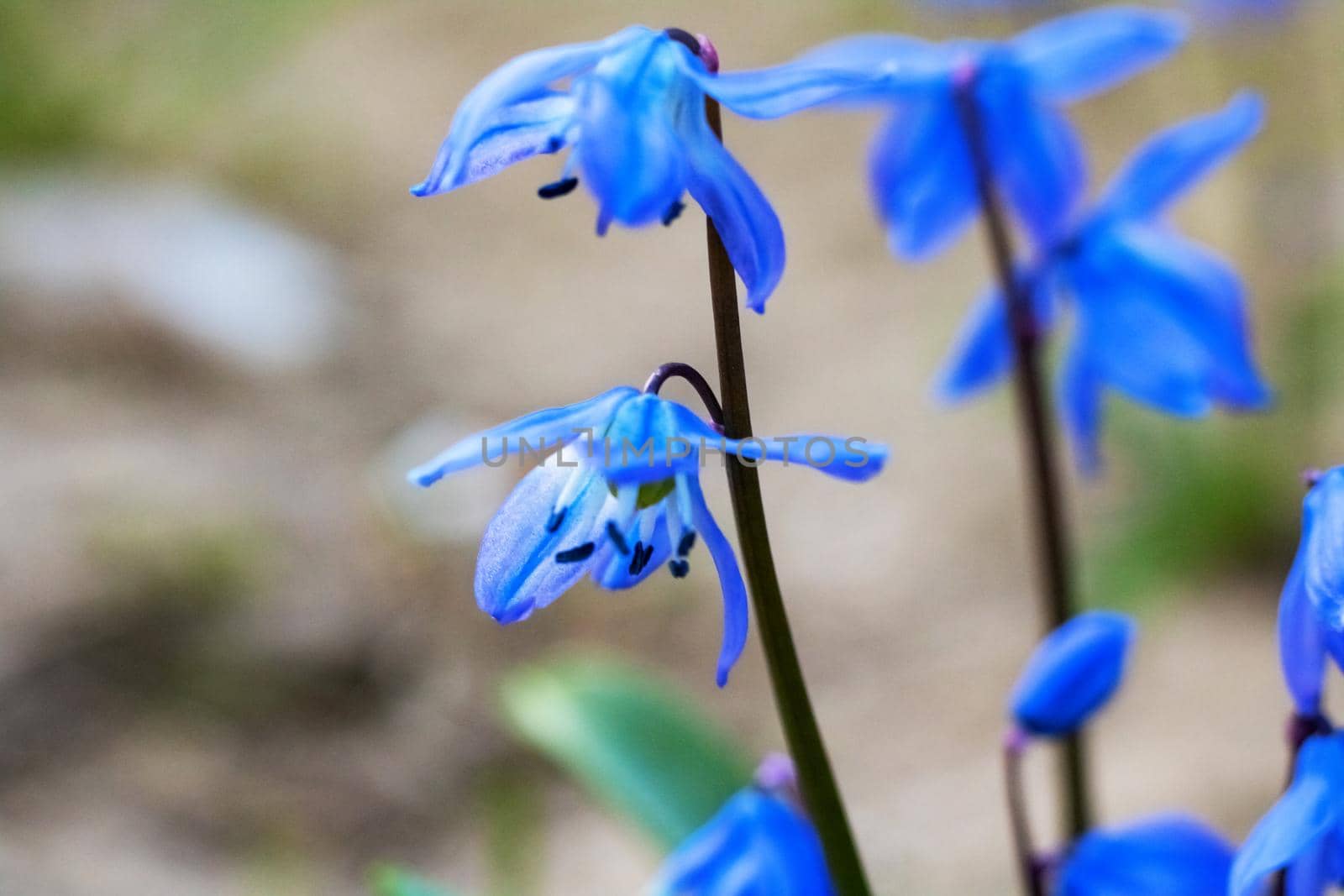 Blue bell flowers close up, macro photo, with copy space