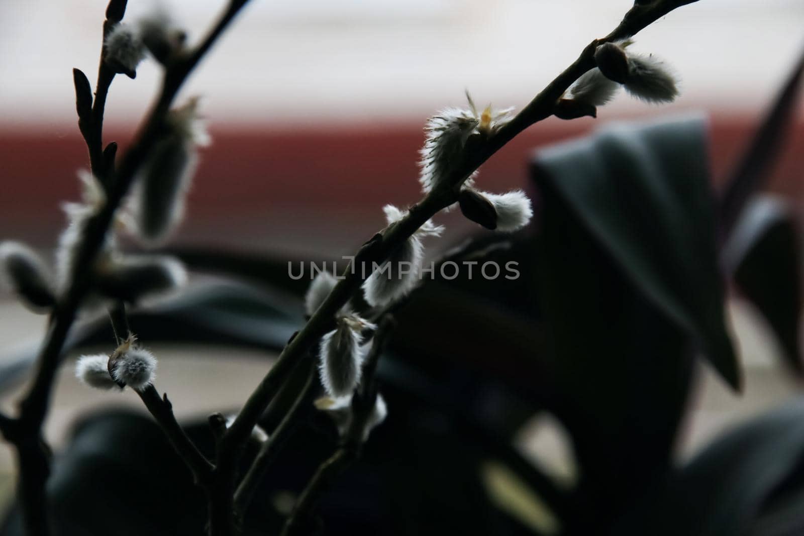 Willow branches with fluffy buds close up in the dark