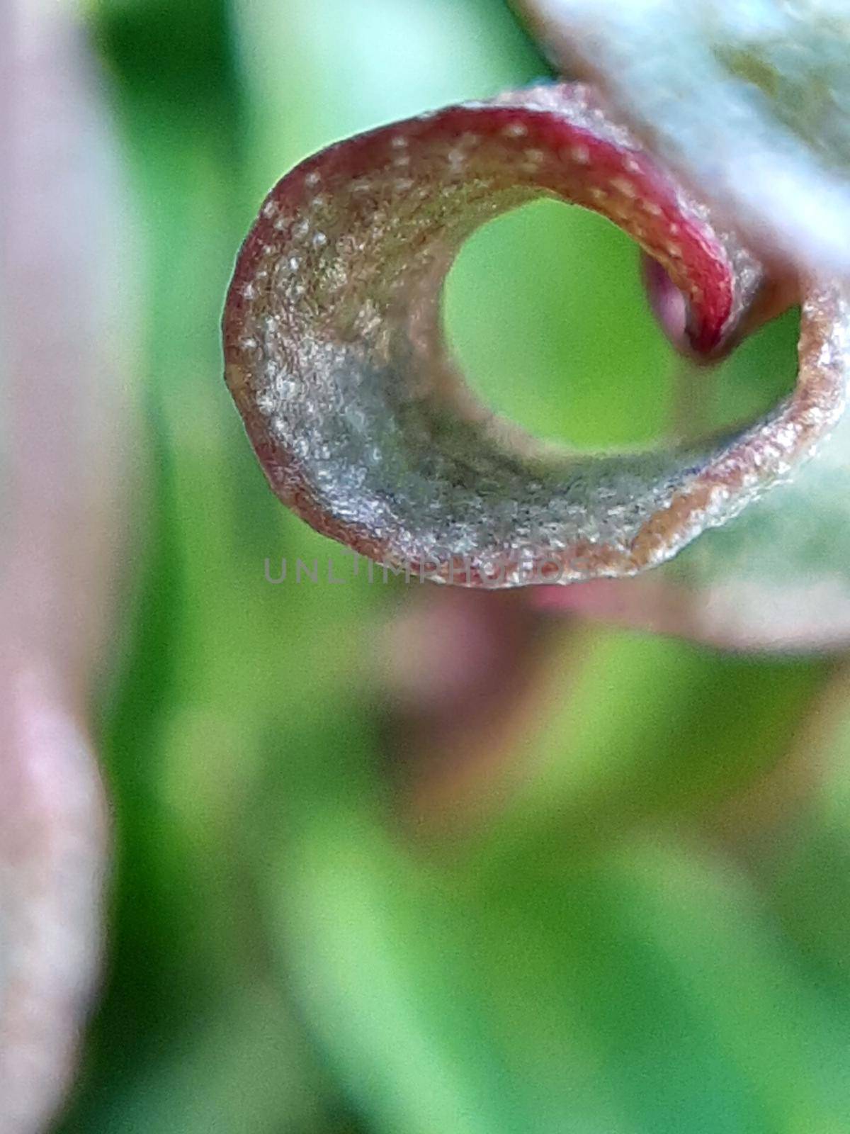 Willow leaves young shoots close-up. Leaf texture. Macro nature.