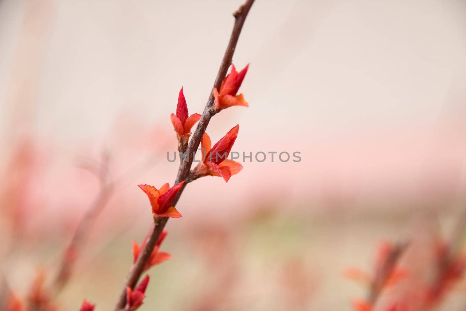Red flowers on a bare branch of a bush close up