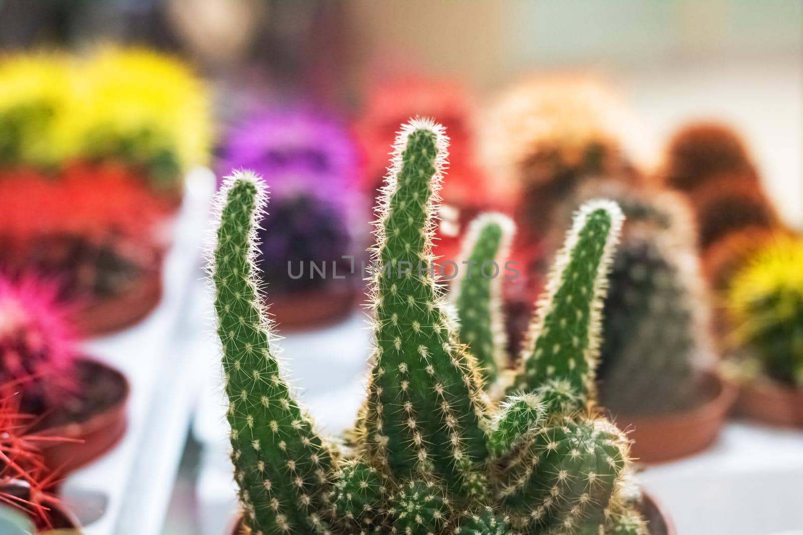 Green small cactus in a pot close up, with copy space