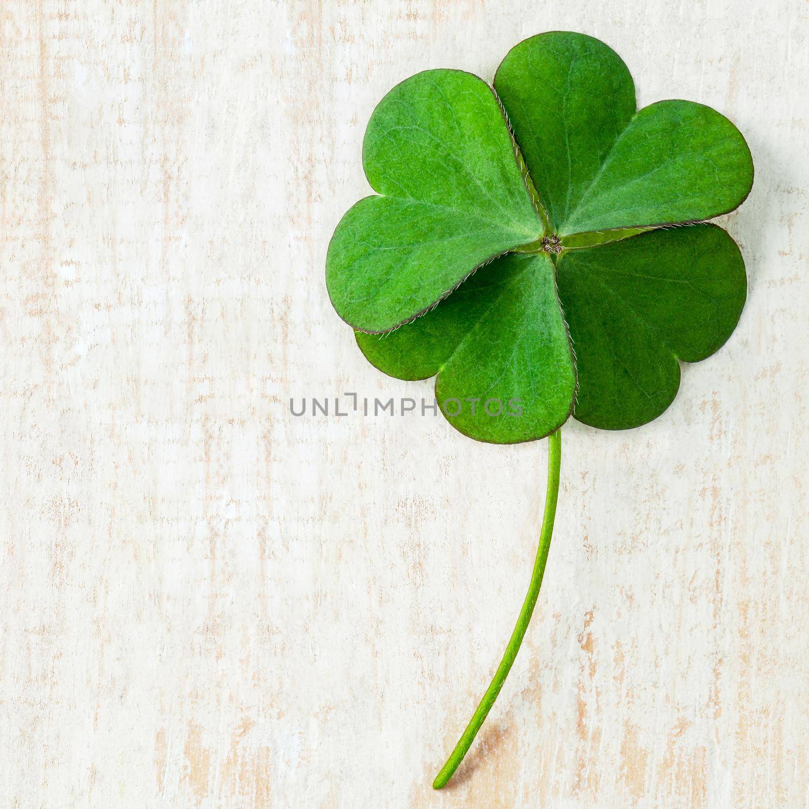 Close up clover leaves on white shabby wooden background. The symbolic of Four Leaf Clover the first is for faith, the second is for hope, the third is for love and the fourth is for lucky. by kerdkanno