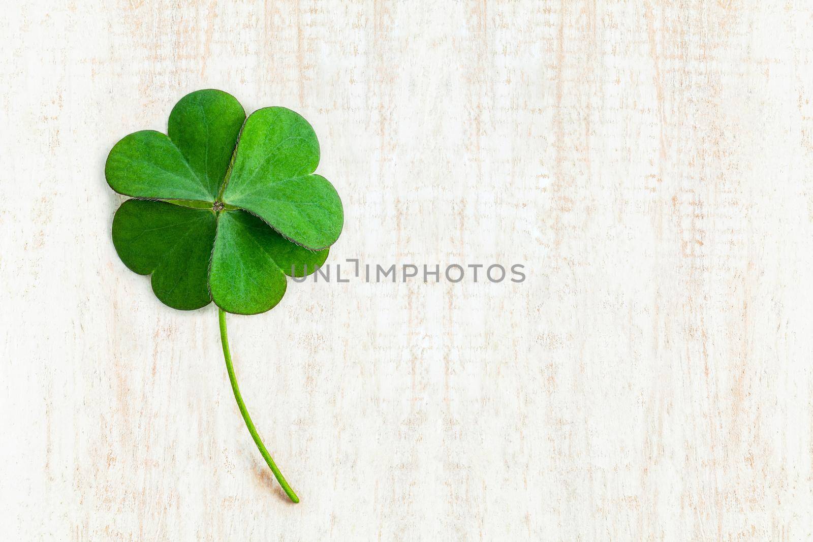 Close up clover leaves on white shabby wooden background. The symbolic of Four Leaf Clover the first is for faith, the second is for hope, the third is for love and the fourth is for lucky.