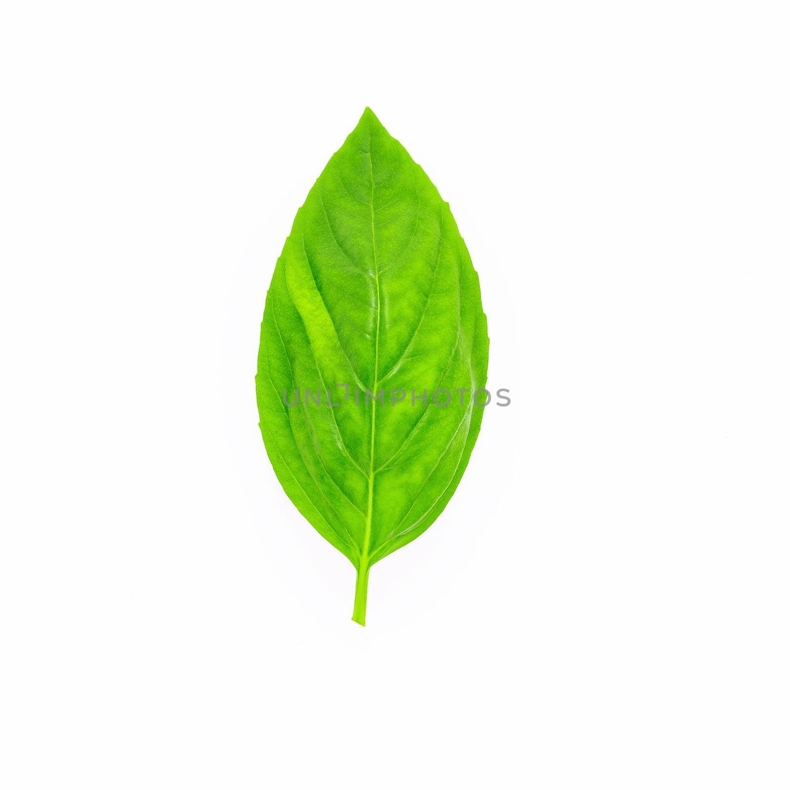 Fresh sweet basil leaves isolated on white background. Isolated of italian basil leaf .