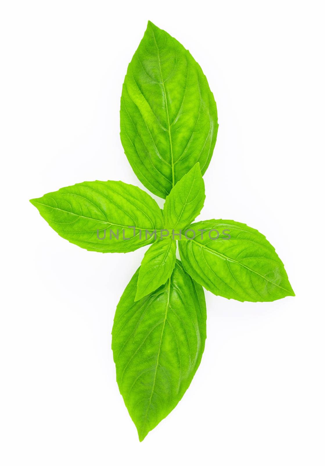 Fresh sweet basil leaves isolated on white background. Isolated of italian basil leaf .