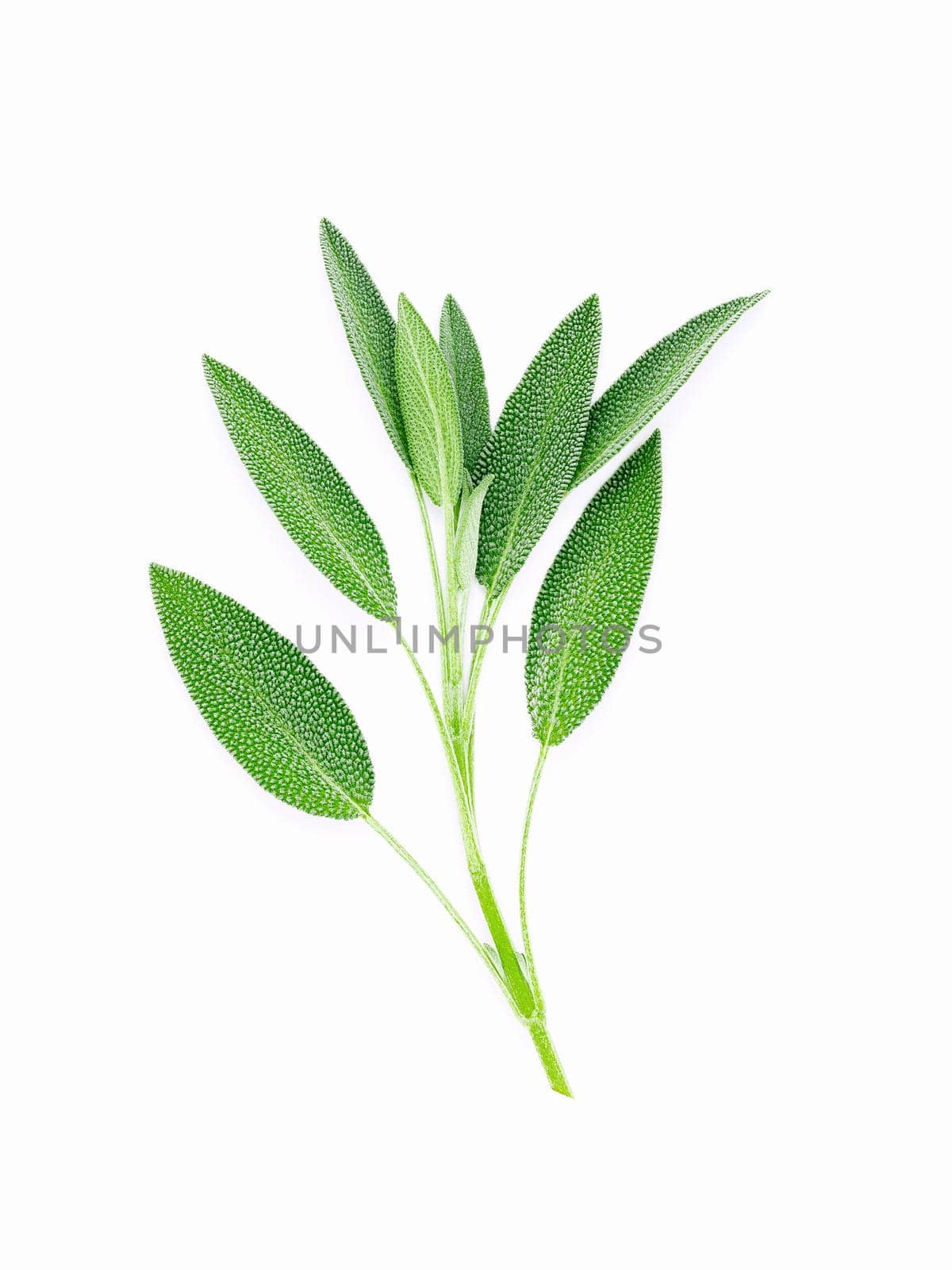 Close up branch of  fresh sage leaves isolated on white background . Alternative medicine fresh salvia officinalis.
 by kerdkanno