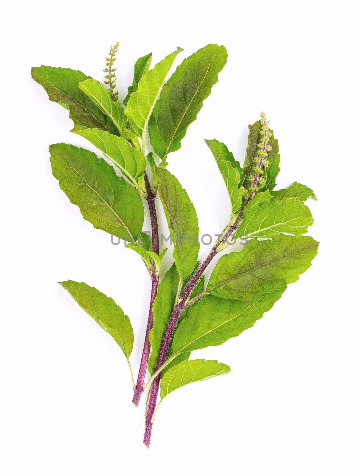 Blanch of fresh holy basil leaves isolate on white background .