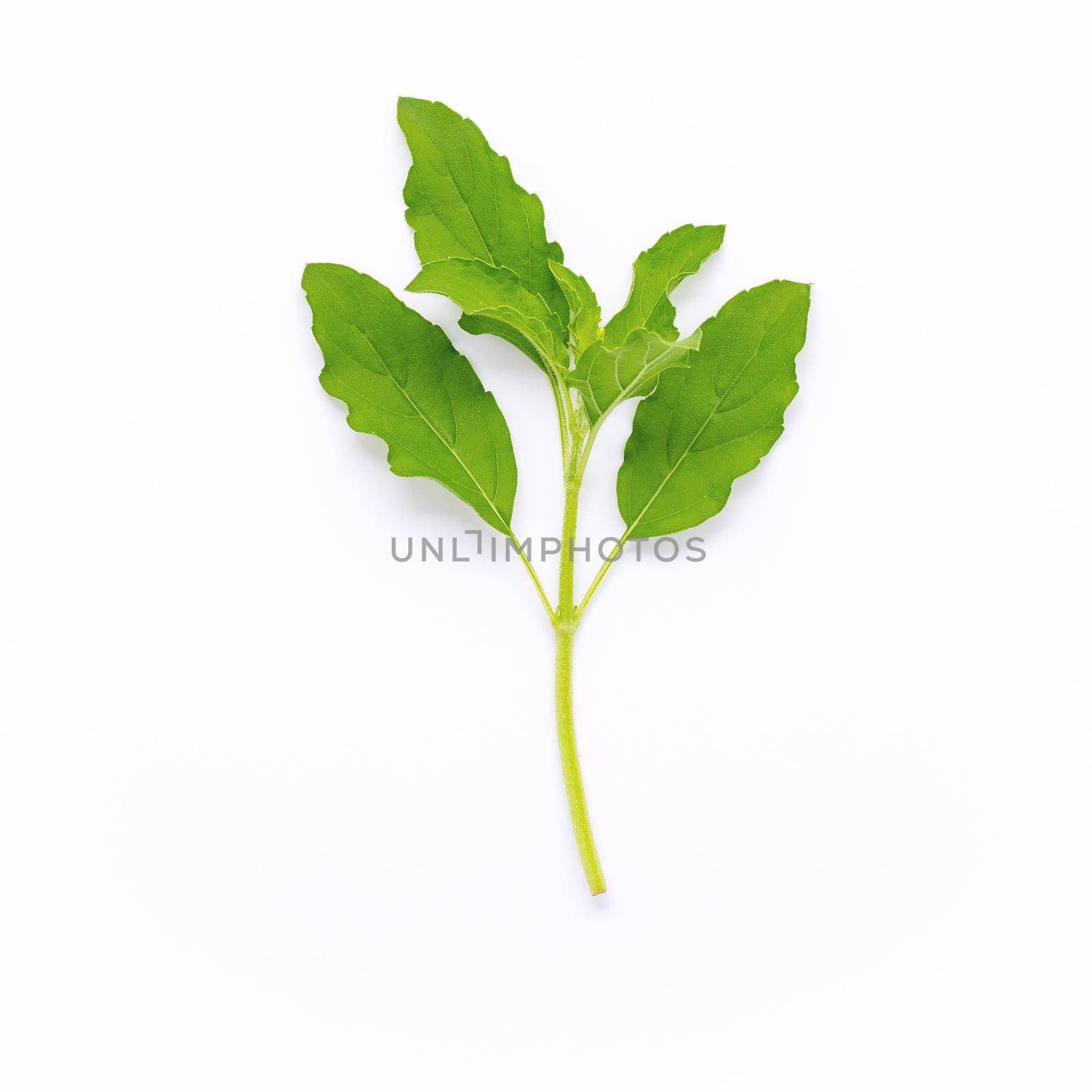 Blanch of fresh holy basil leaves isolate on white background . by kerdkanno