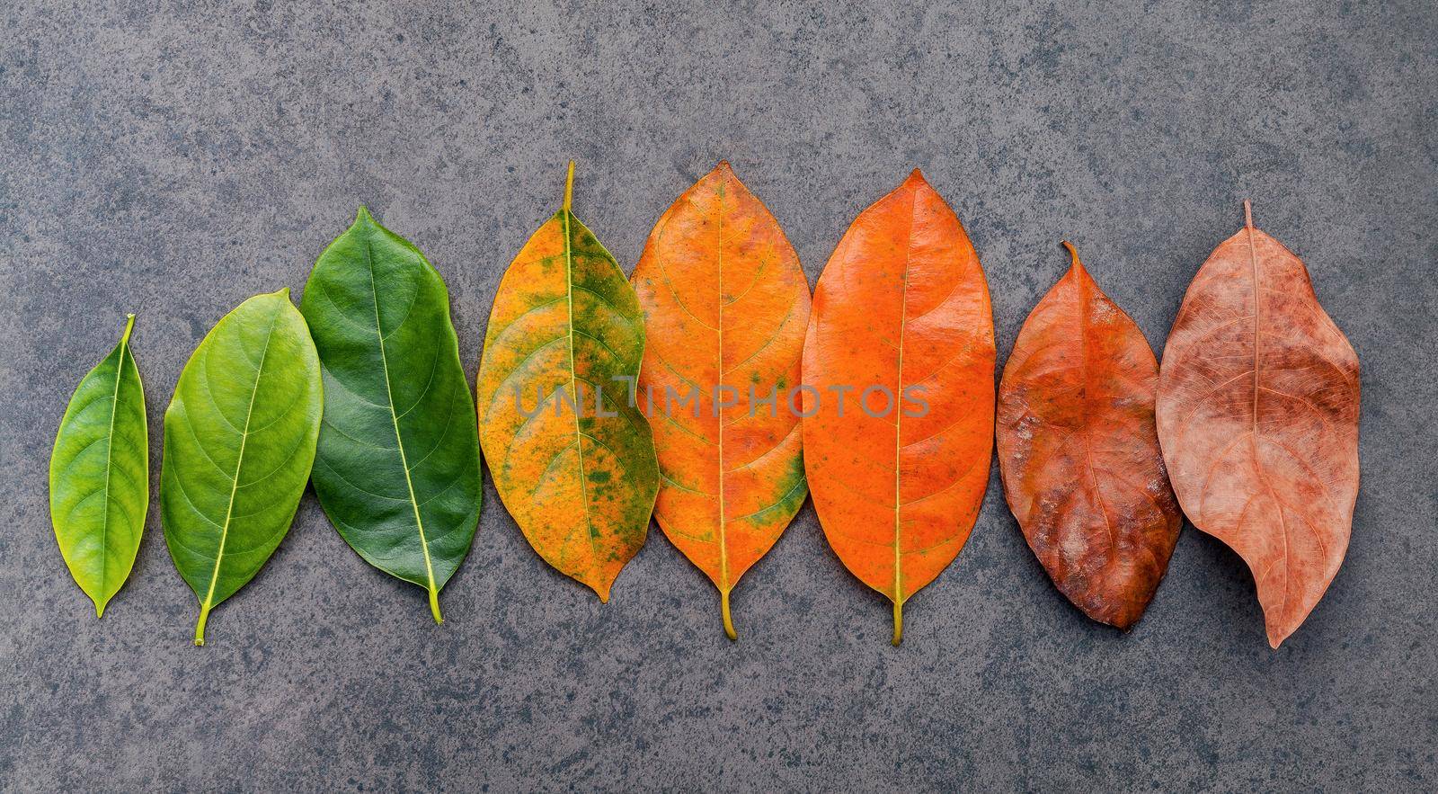 Different age of leaves and colour set up on dark stone background. Ageing and seasonal concept colorful leaves with flat lay and copy space.