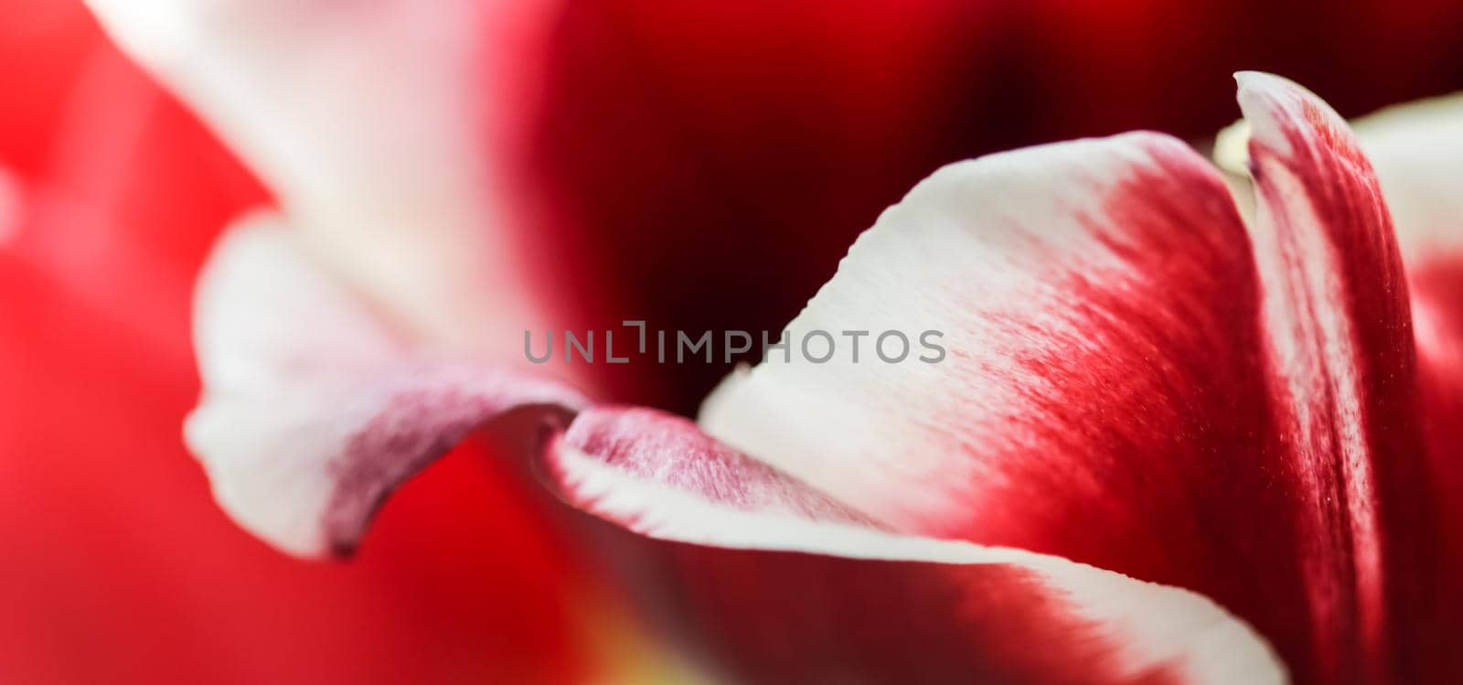 Abstract floral background, red tulip flower petals. Macro flowers backdrop for holiday brand design by Olayola